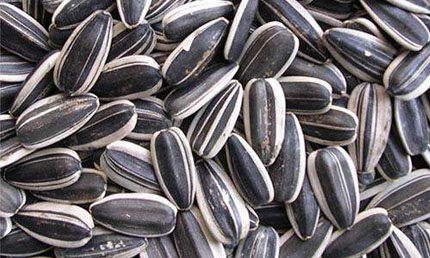 sunflower seeds