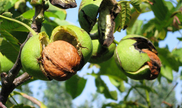 Walnut In Shell